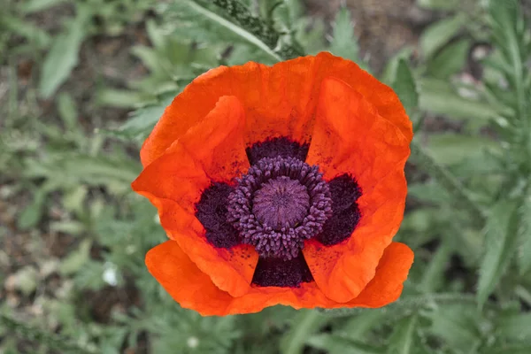 Enda Vild Röd Majs Vallmo Blomma — Stockfoto