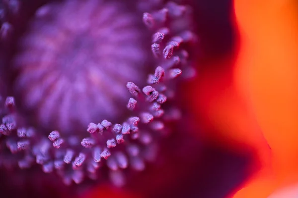 Uma Única Flor Papoula Milho Vermelho Selvagem — Fotografia de Stock