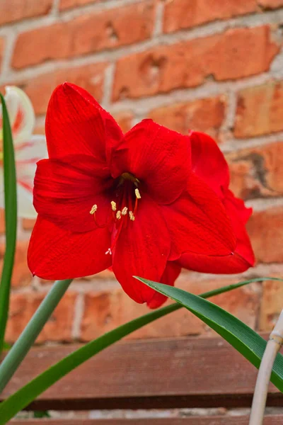 Rouge Amaryllis Fleurs Type Gramophone — Photo