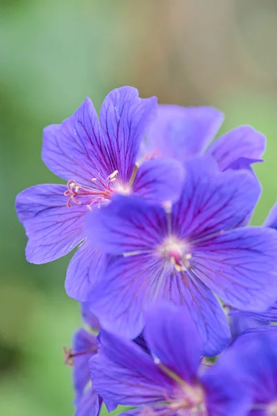 Makró Vagy Közeli Kép Egy Virágzó Lila Muskátliról Botanikai Nevek — Stock Fotó