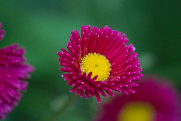 Schattig Gelukkig Madeliefje Hybride Bellis Perennis — Stockfoto