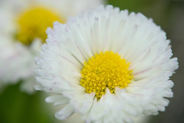 Mignon Heureux Marguerite Hybride Bellis Perennis — Photo