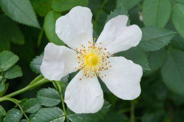 Bir Rosa arvensis tarlası gülü Yaklaş.