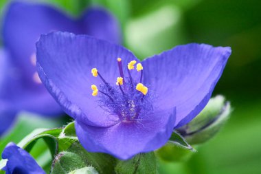 Bahçede mor çiçekler. Tradescantia virginiana. Baharda bir örümceğin çiçekleri, Tradescantia