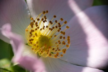 Beyaz köpek beyaz arka planda tek başına yükseldi
