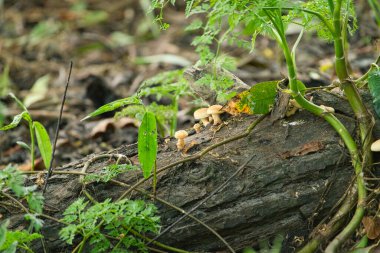 Yazın devrilmiş ağaçtaki mantarlar.