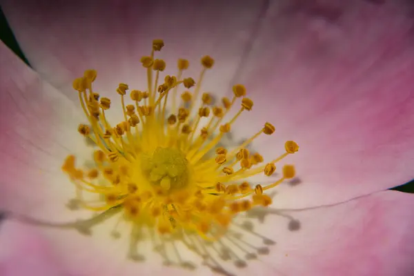 Bianco Cane Rosa Isolato Sfondo Bianco — Foto Stock