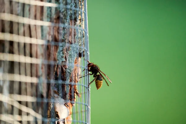 Frelon Européen Cherche Nourriture Derrière Arbre Clôturé — Photo