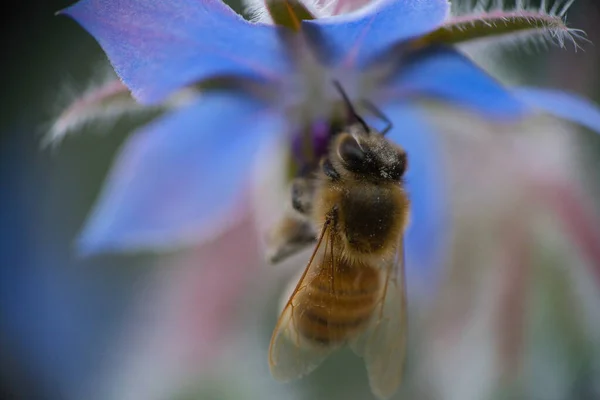 Zachodnia Pszczoła Miodna Apis Mellifera Zbliżeniu Zbiera Pyłek Pięknego Niebieskiego — Zdjęcie stockowe