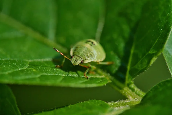 Plan macro d'un insecte bouclier vert assis sur une feuille verte. — Photo