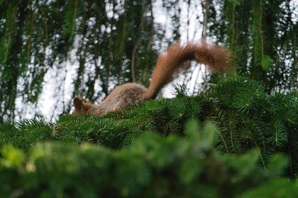 Een bossige rode eekhoorn verdwijnt achter een tak van een naaldboom — Stockfoto