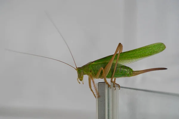 A black-kneed conehead or black-kneed meadow katydid Conocephalus melaenus,isolated on white background sitting on glass door