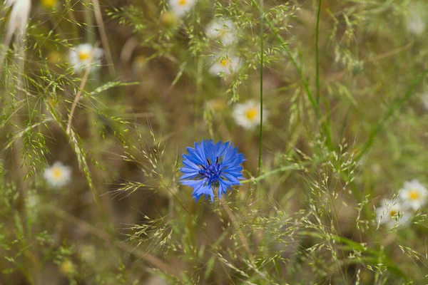 Красива Синя Кукурудзяна Квітка Розмитою Квіткою Ромашки Фоні Літній Луг — стокове фото