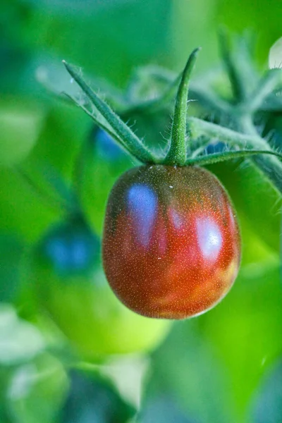 Very Delicious Black Tomato Named Black Russian — Stock Photo, Image