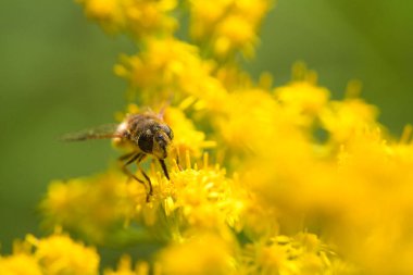 Eristalis tenax, küçük sarı bir çiçeğin üzerinde dinleniyor.