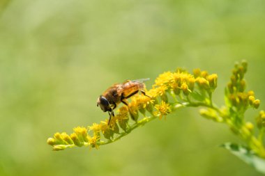 Eristalis tenax, küçük sarı bir çiçeğin üzerinde dinleniyor.