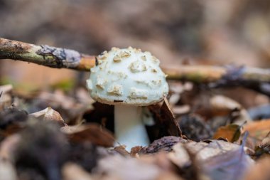 Gerçekten büyüleyici bir mantar yemyeşil orman zemininden çıkıyor, canlı yapraklar ve dallarla çevrili.