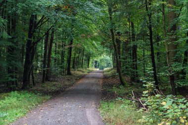 Güzel, huzurlu ve sakin bir patika. Yoğun, gür ağaçlarla çevrili. Doğa yürüyüşleri ve rahatlama için ideal.