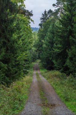 A gravel path amid greenery invites adventurers to explore and embrace natures beauty, serenity, and harmony