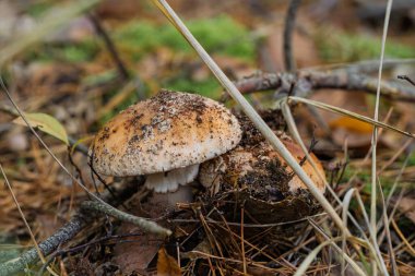 A pair of beautiful mushrooms nestled among fallen leaves and twigs in a serene and peaceful forest environment