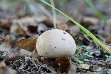 A lone mushroom stands gracefully on the forest floor, amidst a rich carpet of autumn leaves and greenery