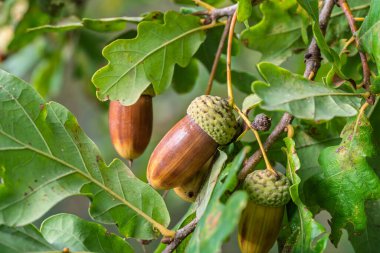 A closeup of developing acorns on vibrant oak leaves, showcasing natures exquisite beauty and abundant bounty