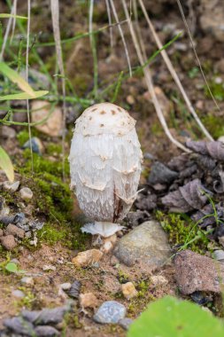 A unique mushroom specimen found on the forest floor, displaying its remarkable features and beauty, is spectacular