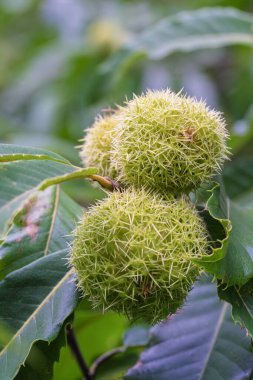 Closeup of spiky green burrs on a chestnut tree, showcasing the beauty and unique texture of nature