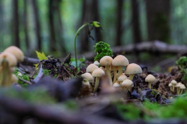 A beautifully serene and diverse collection of mushrooms is thriving in a lush, vibrant forest environment
