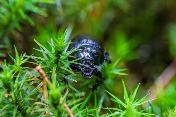 Bu görüntüde canlı yeşil yosunların üzerine tünemiş siyah bir böcek var. Detayları vurguluyor..