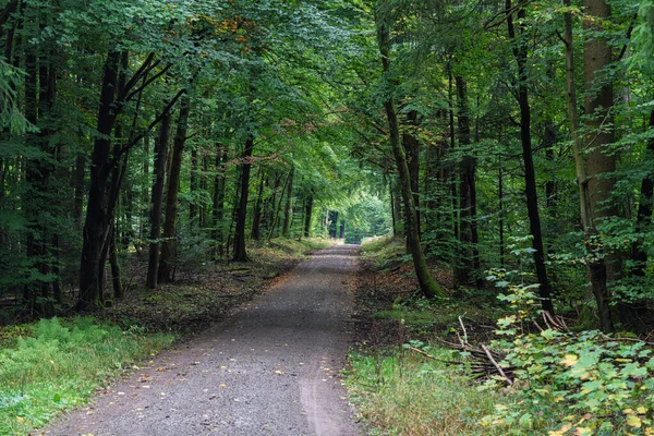 Güzel, huzurlu ve sakin bir patika. Yoğun, gür ağaçlarla çevrili. Doğa yürüyüşleri ve rahatlama için ideal.