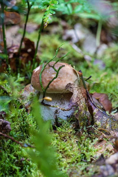 Bereketli bir ormanda yakın çekim olağanüstü bir mantarın narin güzelliğini gösterir, zarafeti vurgular.