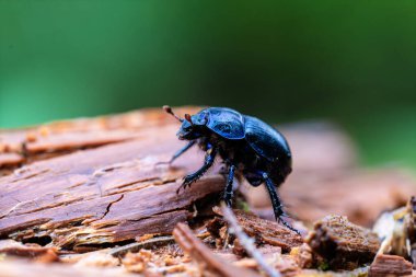 Yakın bir makro çekim, doğadaki güzel desenli ahşap bir yüzeye dayanan parlak siyah bir böceği yakalıyor.