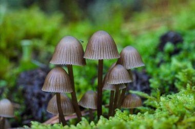 Canlı yeşil yosunların arasına yerleştirilmiş narin ve güzel mantar kümesi doğanın enfes güzelliğini sergiliyor.