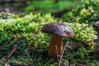 Bereketli yeşil yosunlara yuva yapmış renkli bir mantar, sakin bir orman ortamında güzellikler sergiliyor.