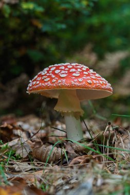 Göz alıcı derecede güzel kırmızı bir mantar beyaz noktalarla süslenmiş, orman zeminindeki halıların arasına rahatça yerleşmiş.