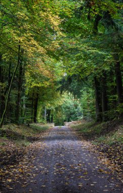 Huzurlu bir orman yolu. Canlı sonbahar yaprakları ve ağaçlarla kaplı. Huzurlu bir doğa kaçışı sunuyor..
