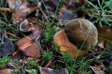 Renkli sonbahar yaprakları ve yeşilliklerle çevrili nemli orman zemininde canlı bir mantar oturuyor.