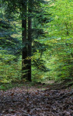 Huzurlu ve sakin bir orman manzarası sergileniyor. Bereketli, canlı bir yeşillik. Güzel, dolambaçlı bir patikanın yanında.