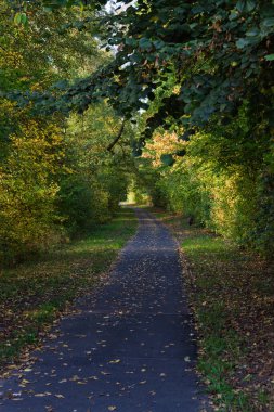 Parlak sonbahar yaprakları ve yemyeşil, davetkar keşif ve macera dolu güzel bir patika.