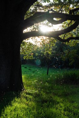 Görkemli ve görkemli bir ağaç güzel altın saat boyunca yemyeşil bir tarlada uzun ve dramatik gölgeler bırakıyor.