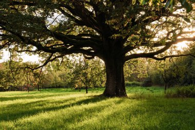 Görkemli ve görkemli bir ağaç güzel altın saat boyunca yemyeşil bir tarlada uzun ve dramatik gölgeler bırakıyor.