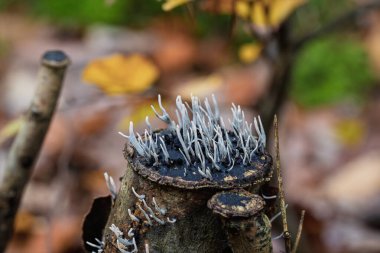 Büyüleyici beyaz mantarlar çürüyen bir ağaç kütüğünden çıkıyor. Renkli sonbahar yapraklarının arasına güzelce yerleştirilmiş.