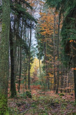 Güneşli korulukta çeşitli yaprak ağaçları, renkli sonbahar manzarası canlı yaprak tepe örtüsü, parlak sonbahar ormanı sahnesi geniş renkli yapraklı ağaçlarla dolu.