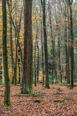 Güneşli korulukta çeşitli yaprak ağaçları, renkli sonbahar manzarası canlı yaprak tepe örtüsü, parlak sonbahar ormanı sahnesi geniş renkli yapraklı ağaçlarla dolu.