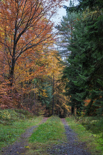 Calm trees and sunlight trail, Tranquil wooded path with dawn illumination, Silent forest route with dewy moss and morning glow, Gentle woodland walkway lined with amber leaves and early morning mist