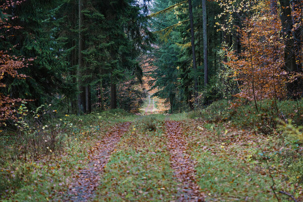Calm trees and sunlight trail, Tranquil wooded path with dawn illumination, Silent forest route with dewy moss and morning glow, Gentle woodland walkway lined with amber leaves and early morning mist