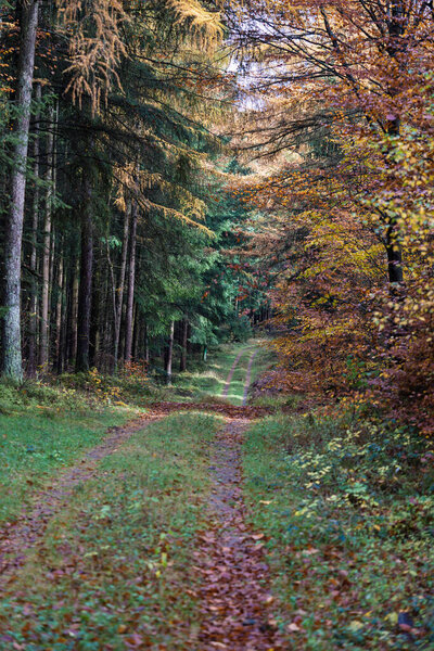 Calm trees and sunlight trail, Tranquil wooded path with dawn illumination, Silent forest route with dewy moss and morning glow, Gentle woodland walkway lined with amber leaves and early morning mist
