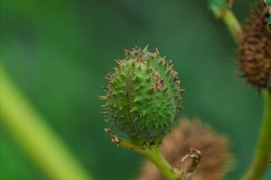 Dikenli genç yeşil tomurcuk, küçük dikenli taze filizlenme sapı, tohum büyümesini gösteren tomurcuğun yakın çekimi, tohum kapsülü ve keskin dikenleri olan canlı yaprağın detaylı görüntüsü.