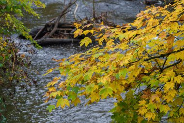 Akan nehrin üzerinde sarkan sarı akçaağaç dalı, dalgalar ve sürüklenen dallar dokulu ön planlar, serin sonbahar suyu, yosunlu kütük ve dingin banka mevsimsel hikaye anlatımı için karamsar bir manzara yaratır.
